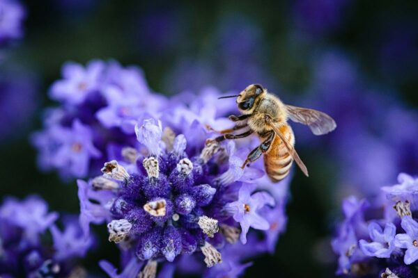 bee-macro