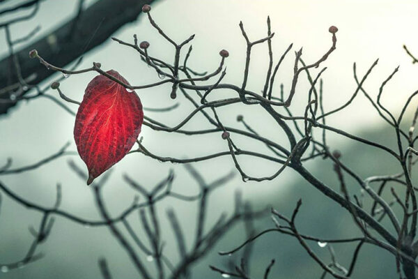 red-leaf